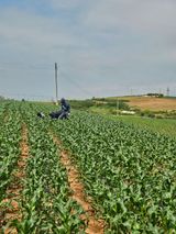 팜모닝 기타작물·영농일지 게시글 이미지