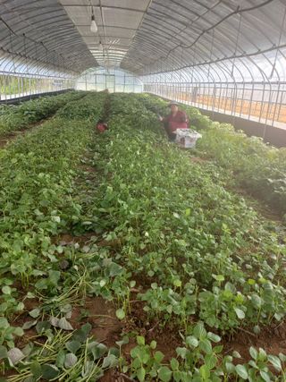 농민님의 들깨 · 영농일지 작성글 사진