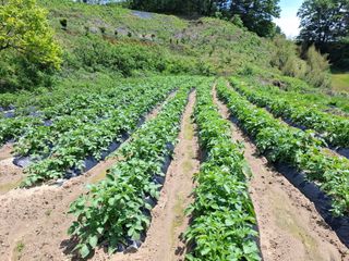김광자님의 기타작물 · 영농일지 작성글 사진