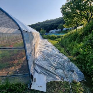 우묵골님의 고추 · 영농일지 작성글 사진