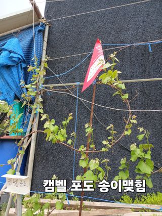 안승호님의 참깨 · 영농일지 작성글 사진