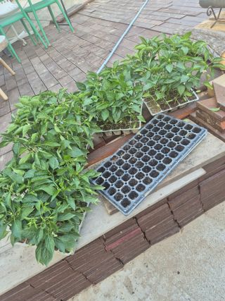 유윤주님의 기타작물 · 영농일지 작성글 사진