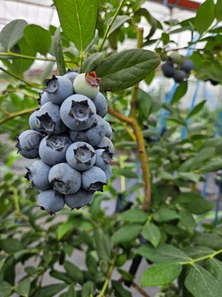 제주 지안이네농장님의 블루베리 · 영농일지 작성글 사진