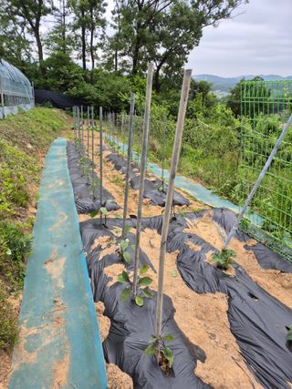 호랑이별님의 기타작물 · 영농일지 작성글 사진