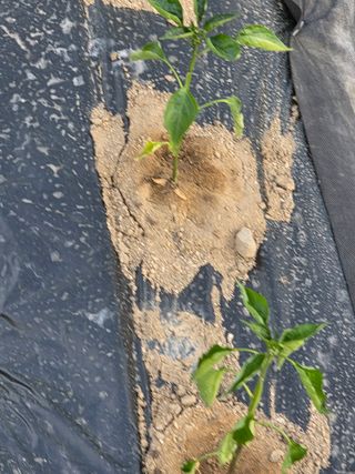 행운농부님의 고추 · 영농일지 작성글 사진