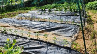 智空 양수만님의 고추 · 영농일지 작성글 사진