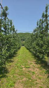 팜모닝 기타작물·영농일지 게시글 이미지