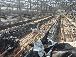 최진일님의 블루베리 · 영농일지 작성글 사진