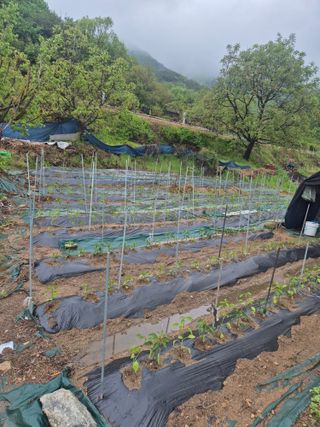 유윤주님의 기타작물 · 영농일지 작성글 사진