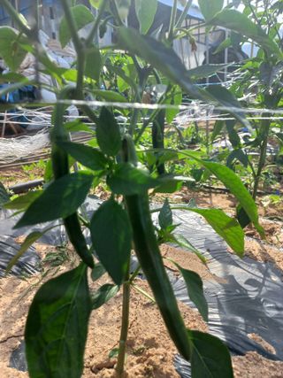 박린님의 고추 · 영농일지 작성글 사진