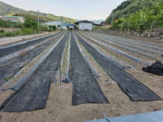 보스님의 고추 · 영농일지 작성글 사진
