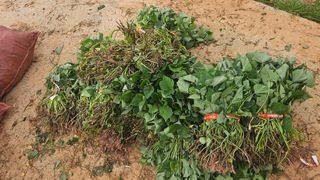 햇살처럼영농조합님의 기타작물 · 영농일지 작성글 사진