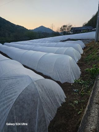 gigibae111님의 고추 · 영농일지 작성글 사진