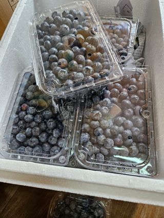 제주 지안이네농장님의 블루베리 · 영농일지 작성글 사진