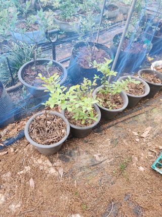 벽창호(죽동농부)님의 블루베리 · 영농일지 작성글 사진