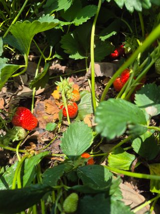 최진일님의 블루베리 · 영농일지 작성글 사진