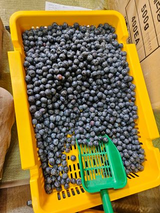 제주 지안이네농장님의 블루베리 · 영농일지 작성글 사진