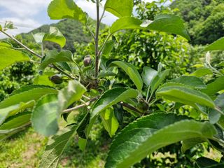 전락구님의 사과 · 영농일지 작성글 사진