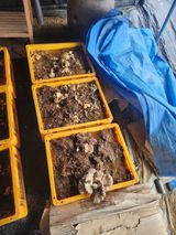 팜모닝 기타작물·영농일지 게시글 이미지