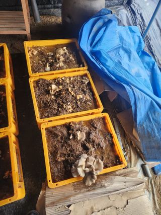 현모양처(양현모)님의 기타작물 · 영농일지 작성글 사진