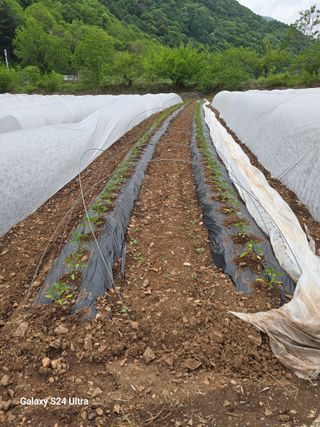 gigibae111님의 고추 · 영농일지 작성글 사진