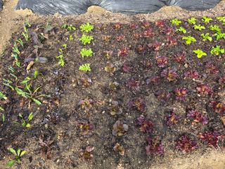 이병준님의 기타작물 · 영농일지 작성글 사진