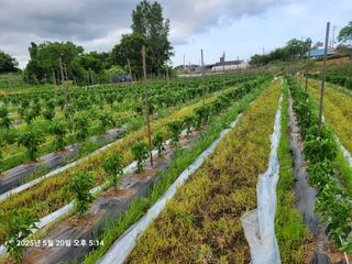 이동훈님의 고추 · 영농일지 작성글 사진