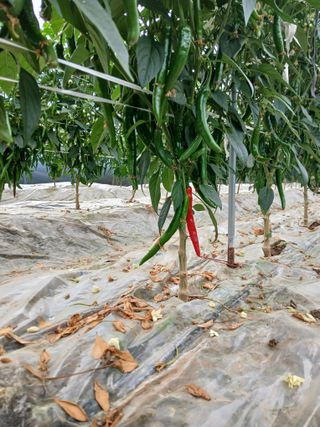 Smy1245678님의 기타작물 · 영농일지 작성글 사진