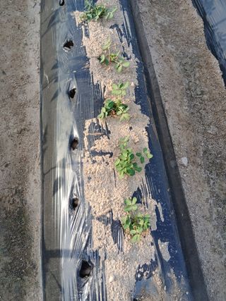 최남옥님의 기타작물 · 영농일지 작성글 사진