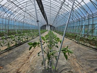 전봉우(채미농원)님의 고추 · 영농일지 작성글 사진