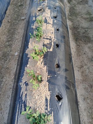 최남옥님의 기타작물 · 영농일지 작성글 사진