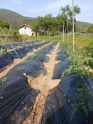 이영숙님의 기타작물 · 영농일지 작성글 사진