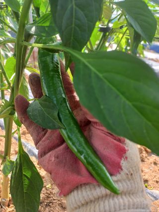 박린님의 고추 · 영농일지 작성글 사진