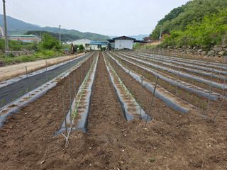 보스님의 고추 · 영농일지 작성글 사진