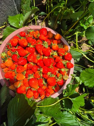 최진일님의 블루베리 · 영농일지 작성글 사진