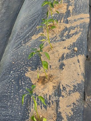 행운농부님의 고추 · 영농일지 작성글 사진