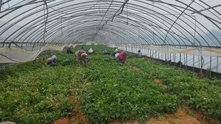 햇살처럼영농조합님의 기타작물 · 영농일지 작성글 사진