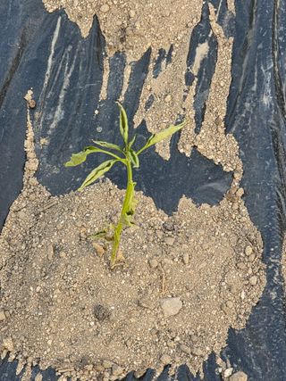 행운농부님의 고추 · 영농일지 작성글 사진