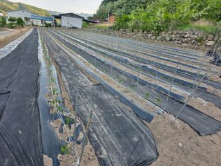 보스님의 고추 · 영농일지 작성글 사진