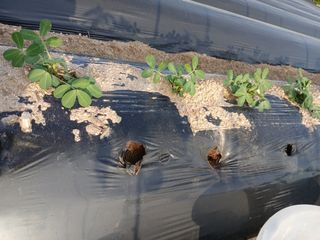 최남옥님의 기타작물 · 영농일지 작성글 사진