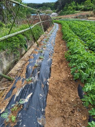 성훈농장님의 기타작물 · 영농일지 작성글 사진