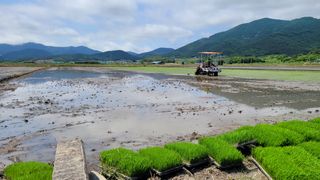 정정치님의 기타작물 · 영농일지 작성글 사진