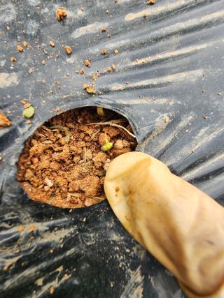 김영준님의 감자 · 영농일지 작성글 사진