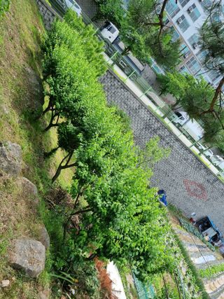 박병철님의 매실 · 영농일지 작성글 사진