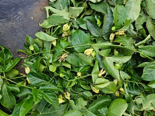 박미라님의 기타작물 · 영농일지 작성글 사진