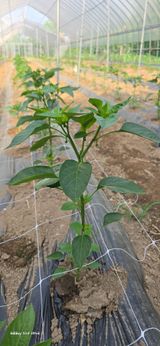 팜모닝 고추·영농일지 게시글 이미지