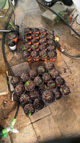 팜모닝 기타작물·영농일지 게시글 이미지