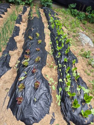 호랑이별님의 기타작물 · 영농일지 작성글 사진