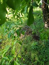 팜모닝 자두·영농일지 게시글 이미지