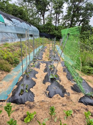 호랑이별님의 기타작물 · 영농일지 작성글 사진